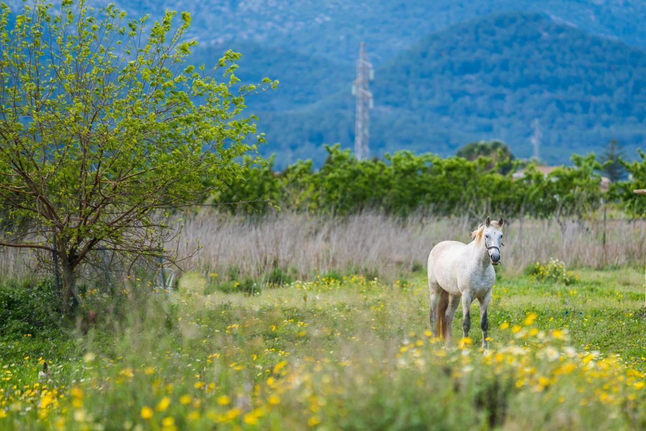 Traumhafte Finca Son Senyor - Mit Pferdekoppel Βίλα Sa Pobla Εξωτερικό φωτογραφία