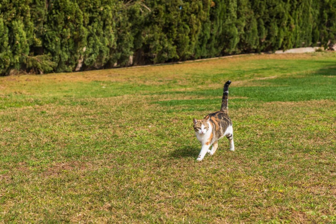 Traumhafte Finca Son Senyor - Mit Pferdekoppel Βίλα Sa Pobla Εξωτερικό φωτογραφία